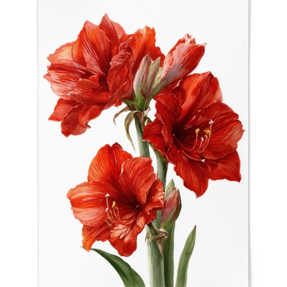 Watercolor Red Amaryllis Flower Bouquet Wall Art Print Poster, Unframed - Picture 2 of 5